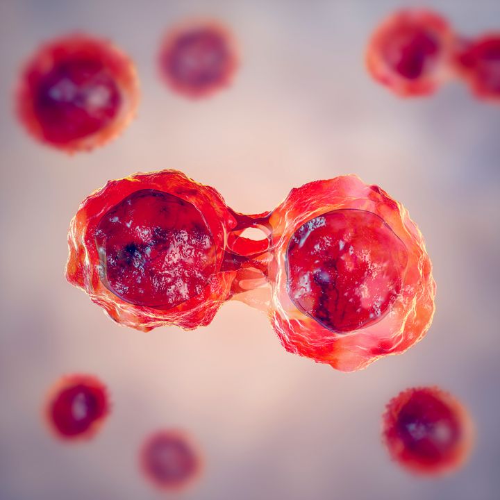 Dividing stem cells, illustration.