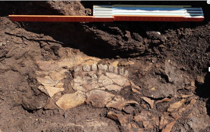 Ένα κρανίο που ανήκει σε ελάφι της εποχής των παγετώνων βρέθηκε στις παλαιολιθικές τοποθεσίες της Μεγαλόπολης