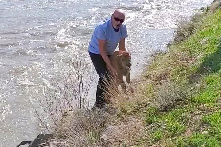 Clifford Walters approached a newborn bison calf in Lamar Valley near the confluence of the Lamar River and Soda Butte Creek.