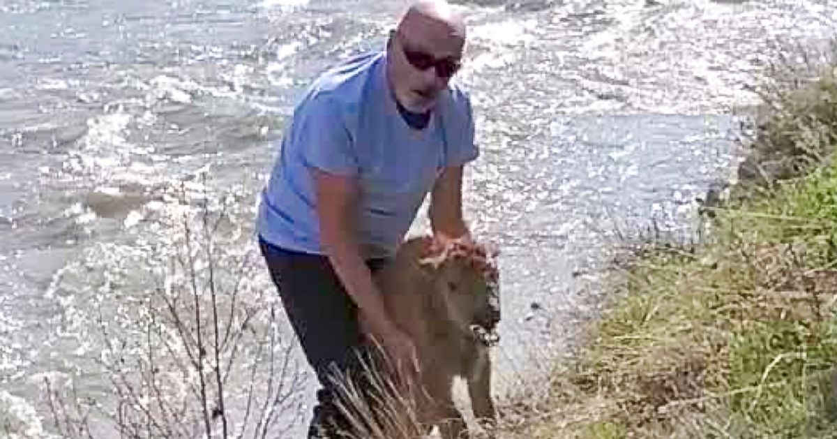 Guilty Plea Entered by Yellowstone Visitor Following Bison Calf’s Death.