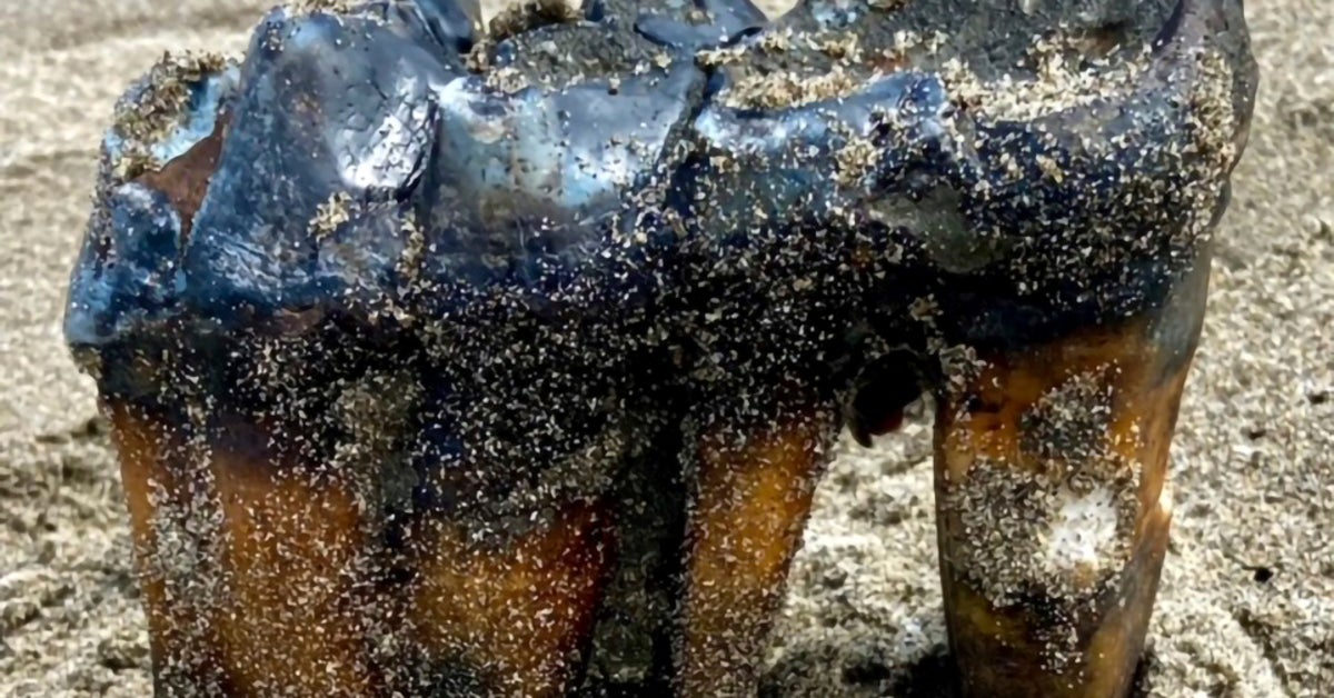 Woman Finds Ancient Mastodon Tooth On California Beach Woman Finds Ancient Mastodon Tooth On California Beach