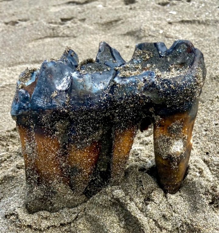 This May 26, 2023, photo provided by Jennifer Schuh shows a Mastodon Tooth in the sand at an Aptos, Calif., beach. A Northern California woman taking a Memorial Day weekend stroll on the beach has discovered a mastodon tooth that's at least 5,000 years old. Schuh found the foot-long (.30-meter) tooth sticking out of the sand on Friday at the mouth of Aptos Creek on Rio Del Mar State Beach, located off Monterey Bay in Santa Cruz County. (Jennifer Schuh via AP)