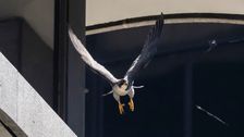 

    Peregrine Falcons Dive-Bombing Chicago Pedestrians To Protect Chicks

