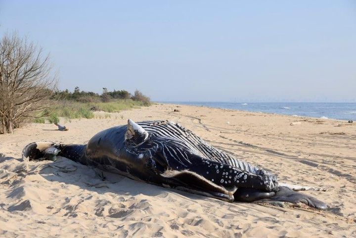 One of the two dead humpback whales examined by NOAA this week.