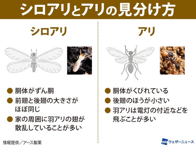 シロアリとアリの見分け方