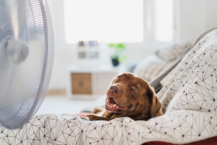 This Pet Bowl Will Keep Your Dog's Water Cool for 15 Hours, So