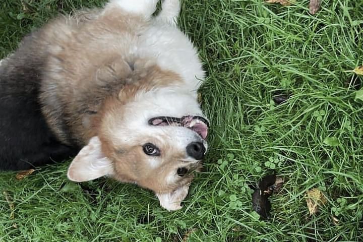 "Every time I wanted to give up, I would look at him and know that I had to continue," Jen Meisel said about how her corgi Draco helped her when she experienced depression.