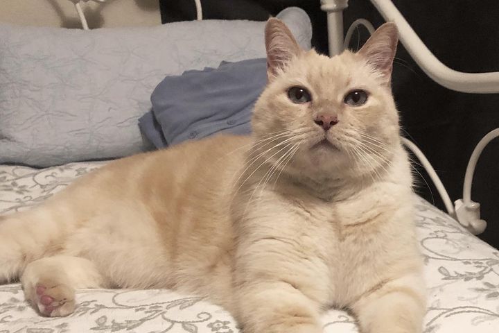 “My bucket list is like, 'You get free range of the house, you get to eat whatever you want,'" Analee Gold said about how she plans to help her cat Bugga Bean have the best last day possible.