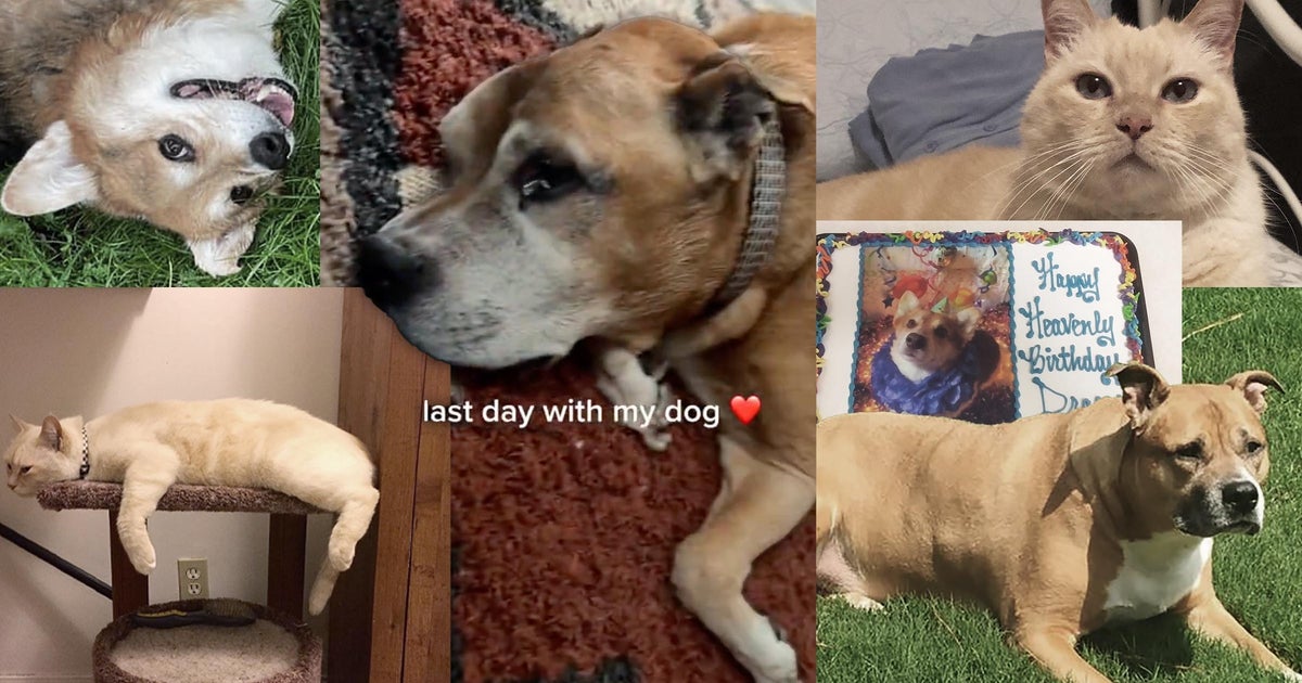 How Pet Owners Helped Their Dying Pets Have Good ‘Last Days’
