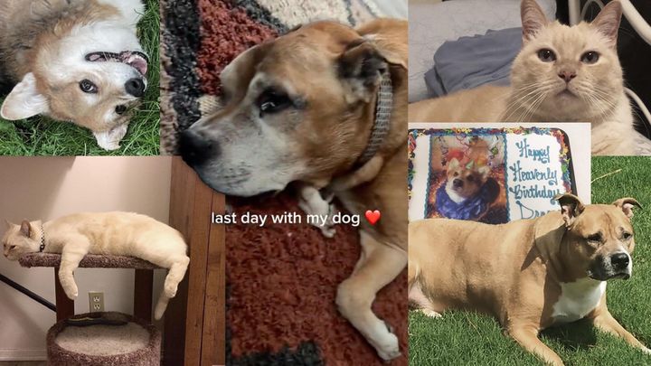 A good last day does not have to be epic to be special. Pet parents shared how they made their dying pets' last days or minutes meaningful. 