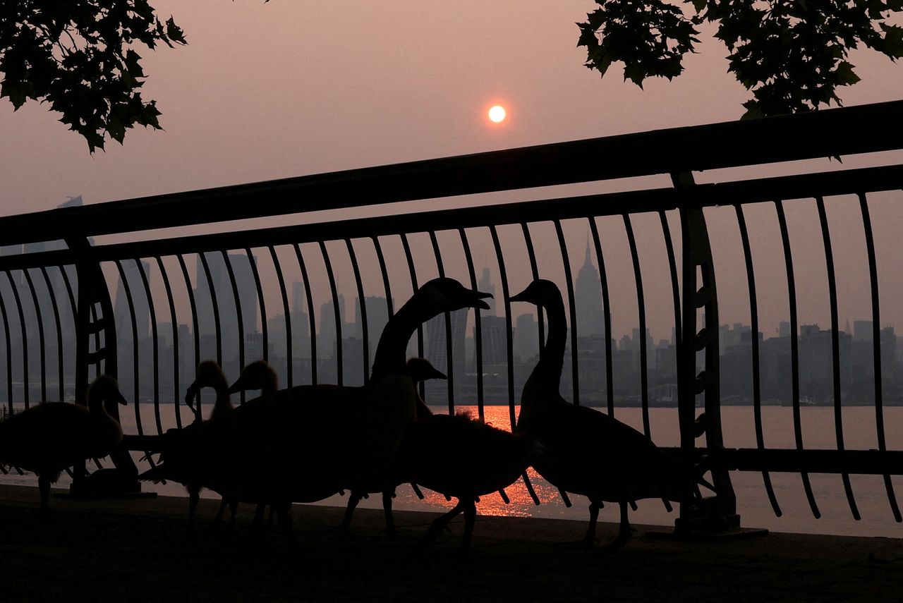 Canada geese are pictured along the Hudson River shortly after sunrise, as haze and smoke caused by wildfires in Canada hang over the Manhattan skyline in New York City on Wednesday.