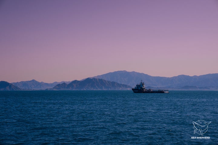 Το σκάφος Seahorse της μη κυβερνητικής οργάνωσης Sea Shepherd φαίνεται το σούρουπο κατά τη διάρκεια έρευνας για Πυγμαίες φώκαινες, κοντά στο Σαν Φελίπε, στον Κόλπο της Καλιφόρνιας, στην πολιτεία Μπάχα Καλιφόρνια, Μεξικό 26 Απριλίου 2023.