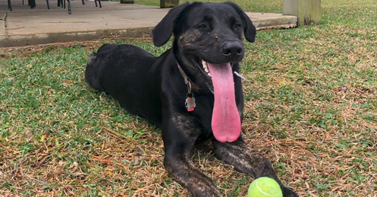 Louisiana Pooch Sets Guinness World Record For Largest Tongue On Living Dog