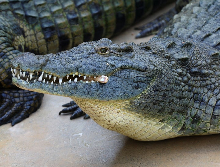 Crocodile found to have made herself pregnant in first known 'virgin birth', Offbeat News