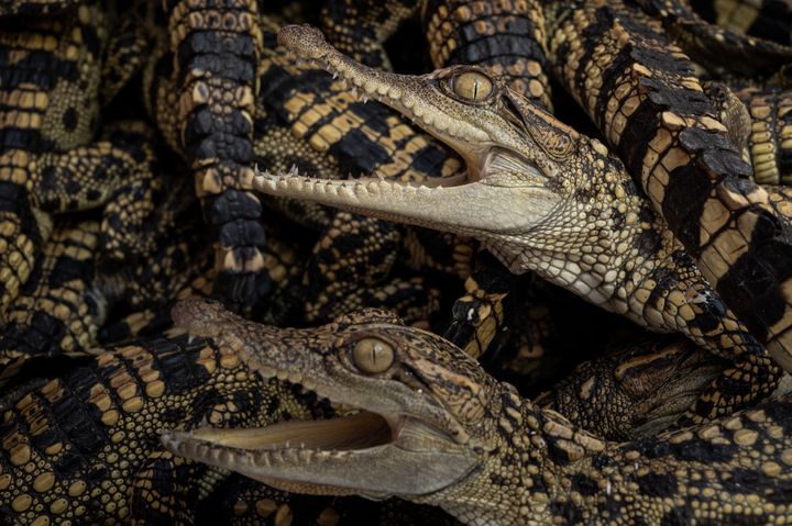 Baby crocodiles pictured in Thailand