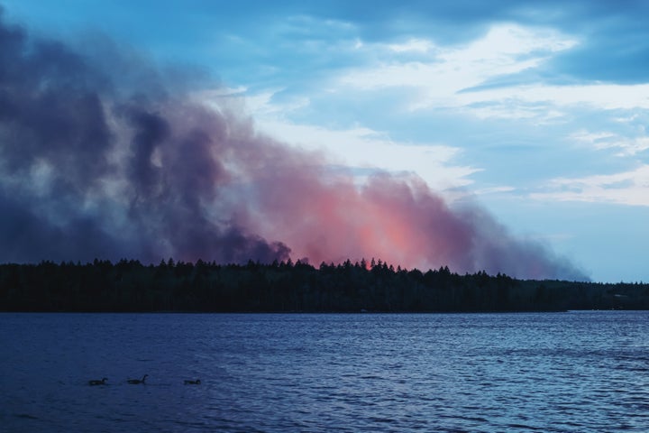 Three geese in the foreground of a distant forest fire.