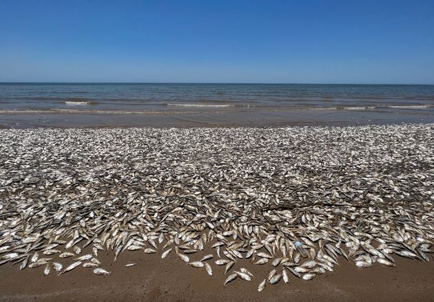 無数の魚の死骸が打ち上げられたクインタナビーチ＝2023年6月10日、アメリカ・テキサス州