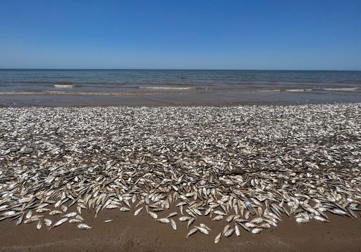 無数の魚の死骸が打ち上げられたキンタナビーチ＝2023年6月10日、アメリカ・テキサス州