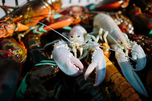 画像集】すごく珍しいとされるブルー、2色、アルビノのロブスター達が