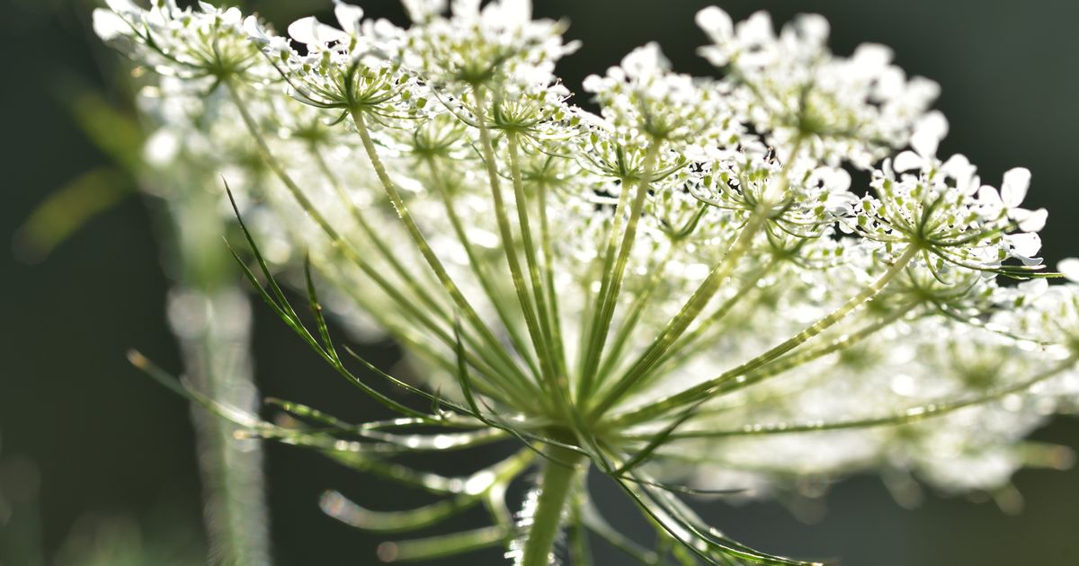 Giant Hogweed Can Cause Severe Burns – And It Thrives In June ...