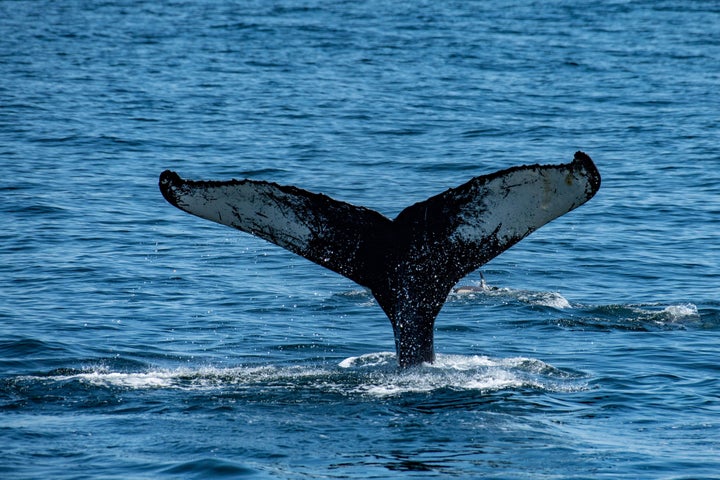 The fluke of a humpback whale is seen as it dives to swim and feed in the Gulf of Maine near Gloucester, Massachusetts on May 8, 2023.