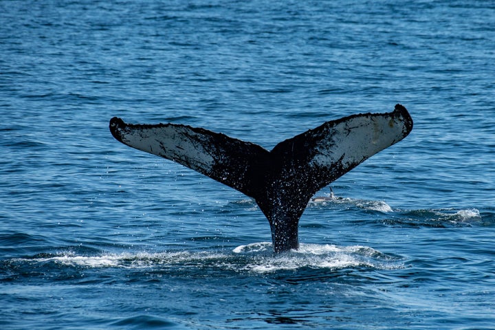 A Humpback whale's fluke is visible as it dives down to swim and feed in the Gulf of Maine, near Gloucester, Massachusetts, on May 8, 2023.