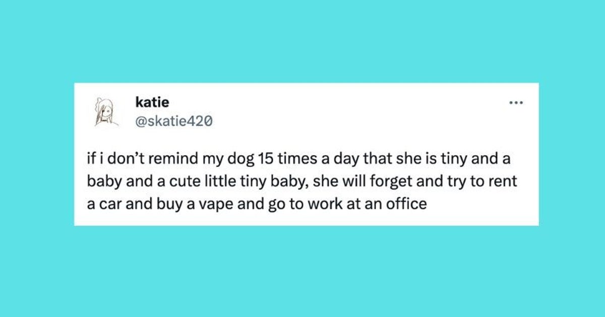 21 Of The Funniest Tweets About Cats And Dogs This Week (June 1016