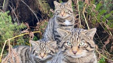 Scottish Wildcats Released At Secret Locations To Help Save Their Species