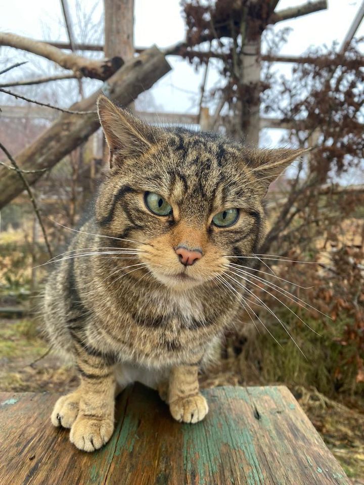 A wildcat at a conservation centre.