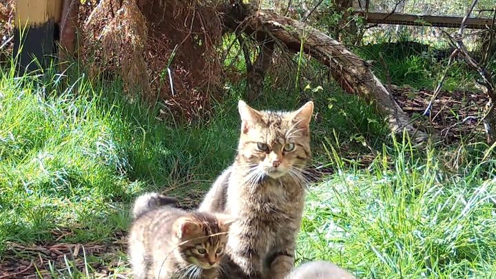 A wildcat named Torr and her kitten in an enclosure at a breeding center.