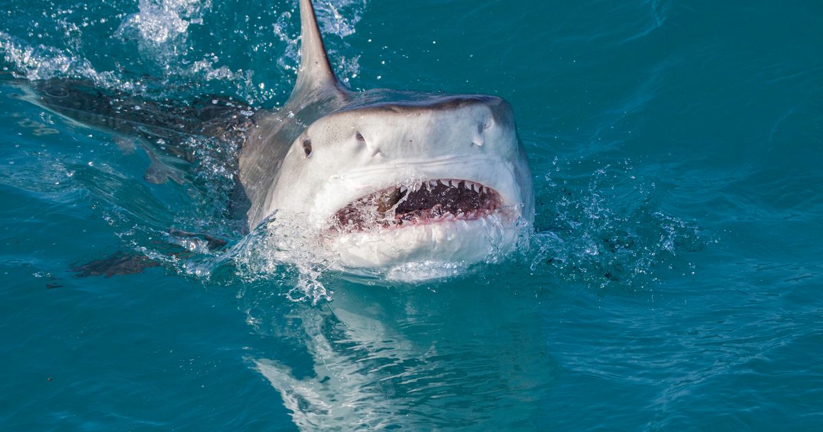 Netflix Film Crew Attacked By Sharks While Shooting Docuseries In Hawaii