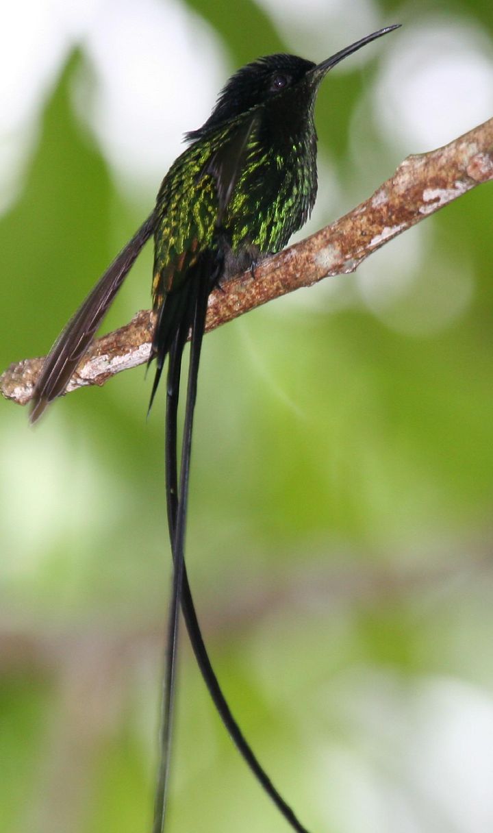 フキナガシハチドリの近縁種（CC BY-SA 2.0）