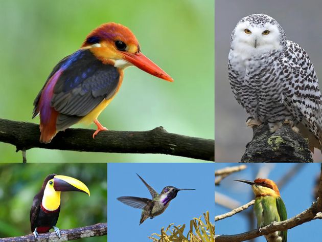 「世界で最も魅力的な鳥」のベスト10に入った鳥たち