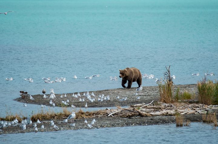 Brown bears fishing for salmon at Brooks Falls in Katmai National Park, Alaska. 