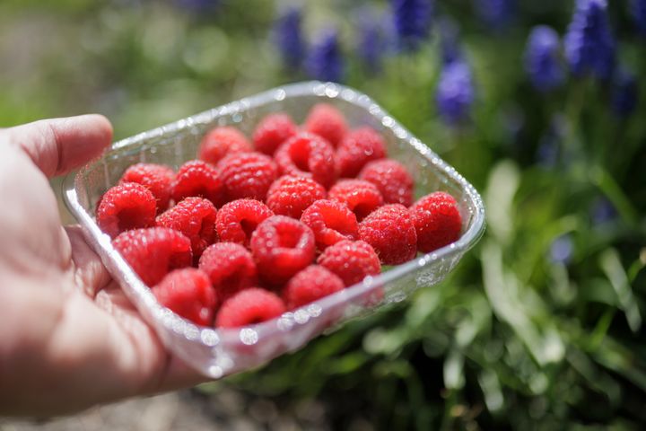 Fresh raspberries outdoors in the sunshine.