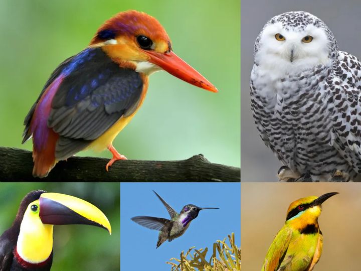 「世界で最も魅力的な鳥」のベスト10に入った鳥たち