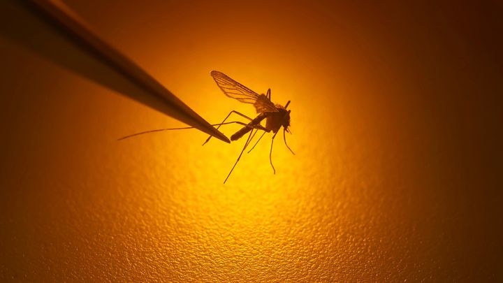 ΑΡΧΕΙΟ - Η βιολόγος Nadja Reissen της Περιφέρειας Καταπολέμησης Κουνουπιών του Salt Lake City εξετάζει ένα κουνούπι στο Salt Lake City, 26 Αυγούστου 2019. Αξιωματούχοι της Ευρωπαϊκής Ένωσης προειδοποίησαν την Πέμπτη 22 Ιουνίου 2023, ότι υπάρχει αυξανόμενος κίνδυνος ιογενών ασθενειών που μεταδίδονται από τα κουνούπια, όπως ο δάγκειος πυρετός και chikungunya στην Ευρώπη λόγω της κλιματικής αλλαγής. (AP Photo/Rick Bowmer, File)