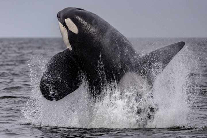 An orca seen off the coast of California.