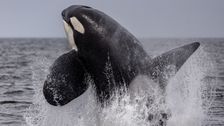 

    Orca Rams Into Yacht Near Scotland As Boat-Bashing Behavior Seems To Spread North


