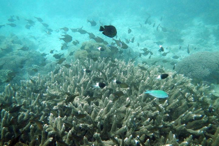 Κοράλια που έχασαν ο φυσικό τους χρώμα εξαιτίας των υψηλών θερμοκρασιών.
