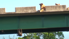 This Bridge Standoff Between Baboons And Lions Is What You Need For Happiness Today