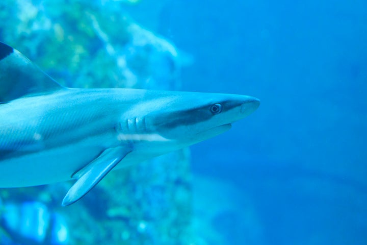 portrait of a small shark inside an aquarium swimming looking at the camera, side view.