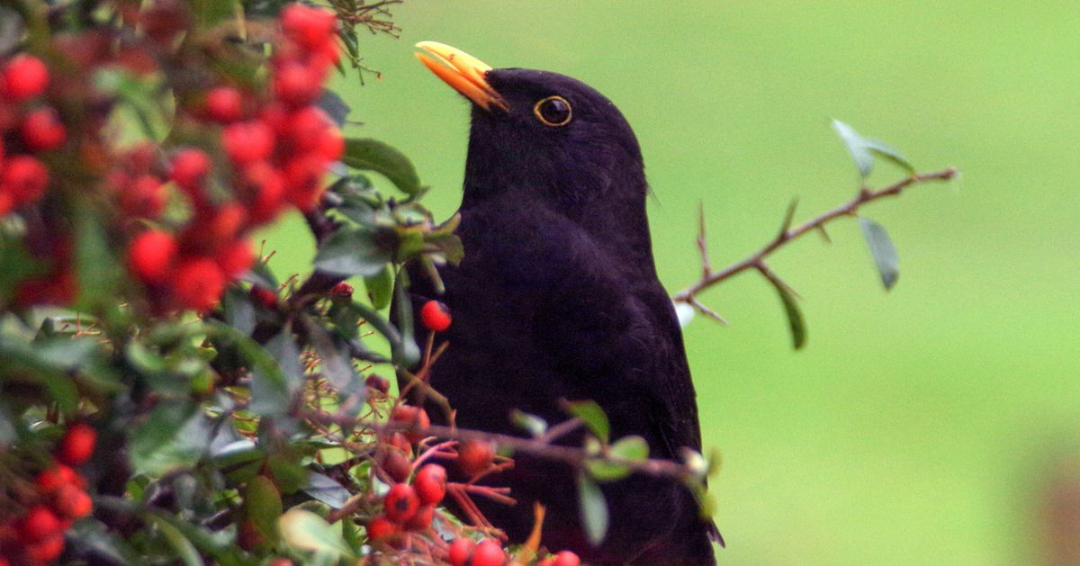 Cherry-Loving Blackbirds Pressure Cancellation Of Decide-Your-Personal Pageant