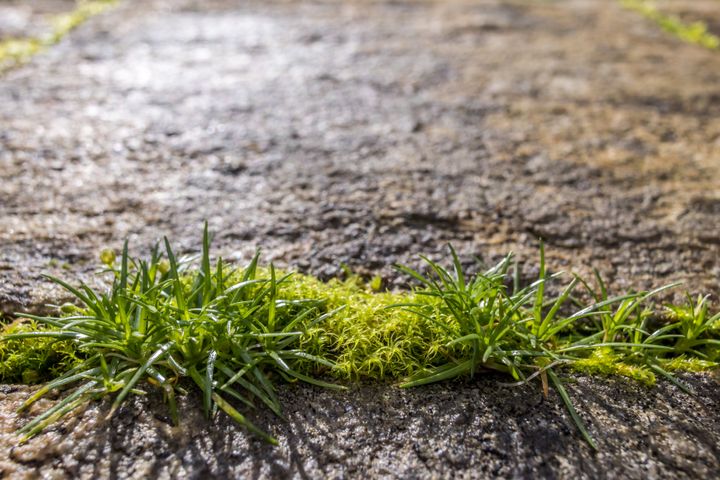 Close-up of moss and grass growing among the stones of a terrace, Oleiros, A Coruna, Galicia, Spain