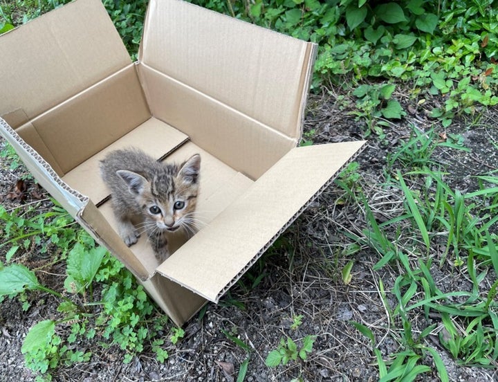 車のエンジンルームから保護された猫