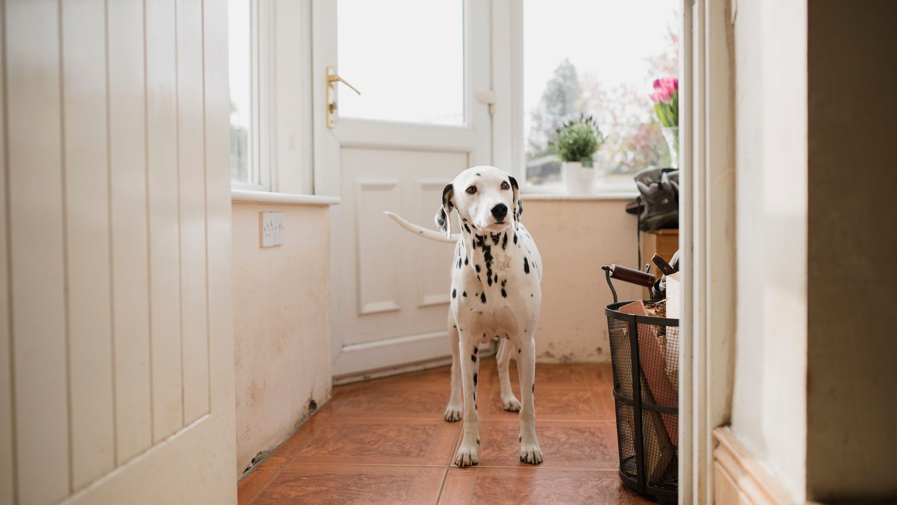 why do dogs sit at your feet in the bathroom