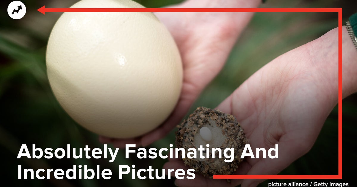 Absolutely Fascinating And Incredible Pictures | HuffPost UK Videos