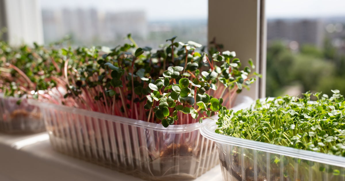 The Best FlyRepelling Herb To Grow In Your Kitchen HuffPost UK Life