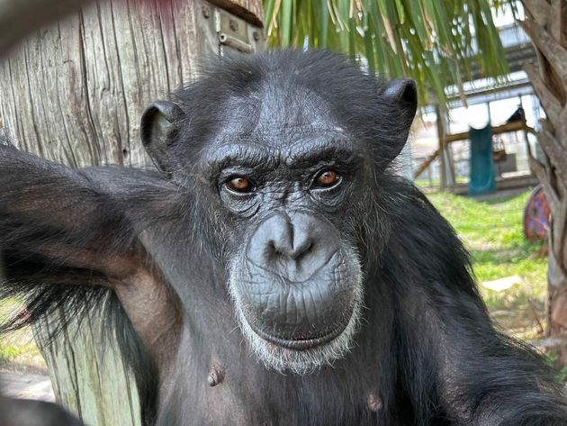 Save the Chimpsに保護されたチンパンジー「バニラ」