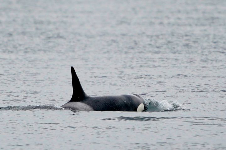 Will we ever know why orcas keep attacking sailboats?